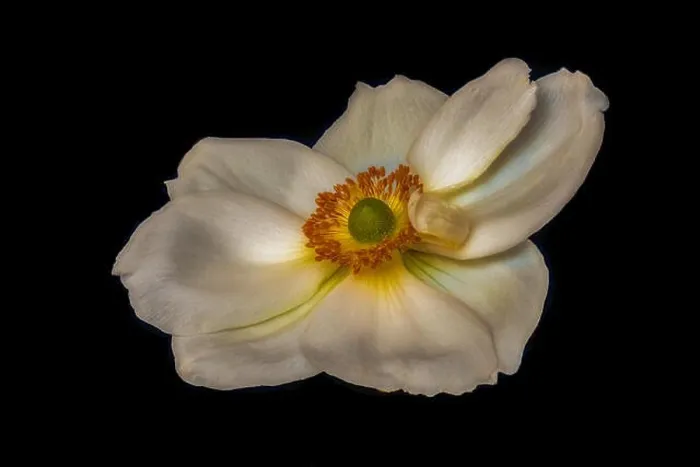 Framed Print : Fine art still life floral color macro image of a single isolated white autumn anemone blossom with detailed texture