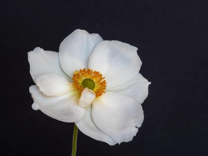 Framed Print : Fine art still life floral color macro image of a single isolated white autumn anemone blossom with stem Framed Print : Fine art still life floral color macro image of a single isolated white autumn anemone blossom with stem