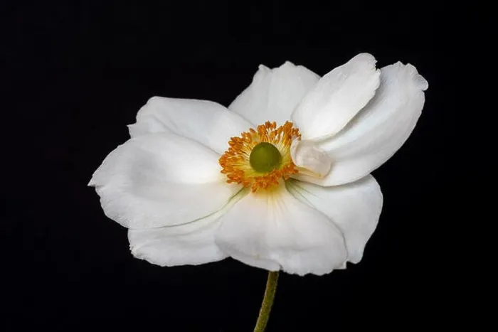 Framed Print : Fine art still life floral color macro image of a single isolated white autumn anemone blossom with stem Framed Print : Fine art still life floral color macro image of a single isolated white autumn anemone blossom with stem