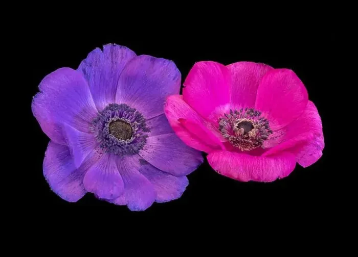 Framed Print : Fine art still life floral color macro of an isolated pair of wide open pink violet anemone blossoms with detailed Framed Print : Fine art still life floral color macro of an isolated pair of wide open pink violet anemone blossoms with detailed