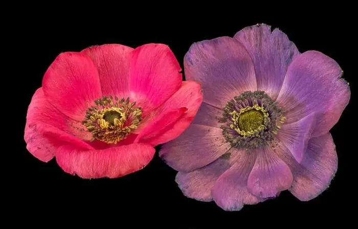 Framed Print : Fine art still life floral color macro of an isolated pair of wide open red violet anemone blossoms with detailed