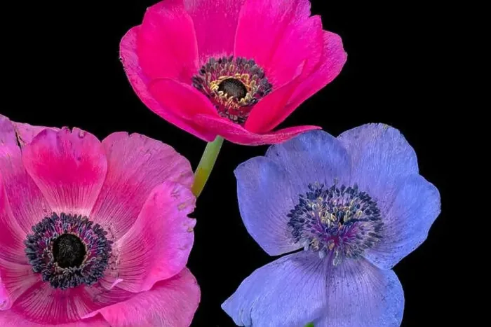 Framed Print : Fine art still life floral color macro of an isolated trio of wide open pink red blue anemone blossoms with green stem