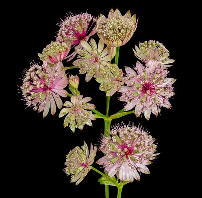 Framed Print : Fine art still life floral color macro of single isolated flowering stems of astrantia blossoms Framed Print : Fine art still life floral color macro of single isolated flowering stems of astrantia blossoms