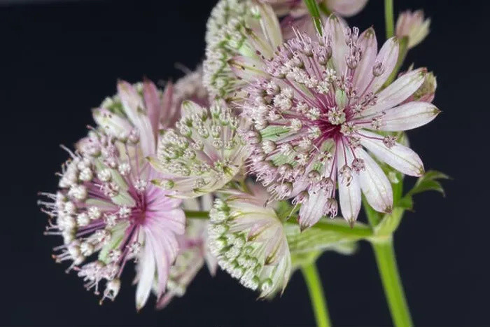 Framed Print : Fine art still life floral color macro of single isolated flowering stems of astrantia blossoms Framed Print : Fine art still life floral color macro of single isolated flowering stems of astrantia blossoms