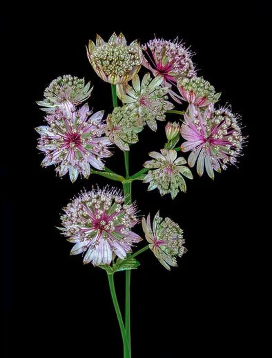 Framed Print : Fine art still life floral color macro of single isolated flowering stems of astrantia blossoms on black background Framed Print : Fine art still life floral color macro of single isolated flowering stems of astrantia blossoms on black background