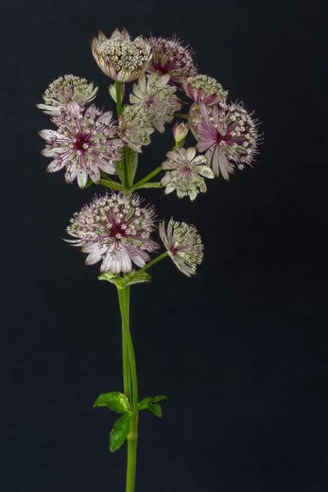 Framed Print : Fine art still life floral color macro of single isolated flowering stems of astrantia blossoms on black paper Framed Print : Fine art still life floral color macro of single isolated flowering stems of astrantia blossoms on black paper