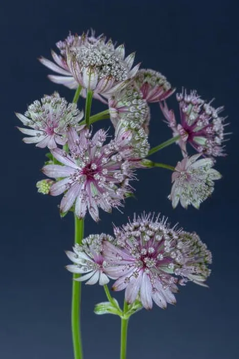 Framed Print : Fine art still life floral color macro of single isolated flowering stems of astrantia blossoms on blue background with Framed Print : Fine art still life floral color macro of single isolated flowering stems of astrantia blossoms on blue background with