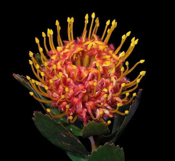 Framed Print : Fine art still life floral color macro of a single isolated red yellow pincushion protea blossom with green leaves Framed Print : Fine art still life floral color macro of a single isolated red yellow pincushion protea blossom with green leaves