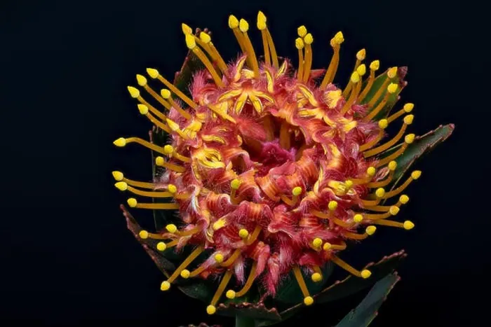 Framed Print : Fine art still life floral color macro of a single isolated red yellow pincushion protea blossom with green leaves Framed Print : Fine art still life floral color macro of a single isolated red yellow pincushion protea blossom with green leaves