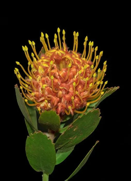 Framed Print : Fine art still life floral color macro of a single isolated red yellow pincushion protea blossom with stem Framed Print : Fine art still life floral color macro of a single isolated red yellow pincushion protea blossom with stem