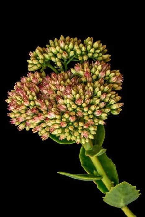 Framed Print : Fine art still life floral color macro of a single isolated stonecrop flower with evolving buds Framed Print : Fine art still life floral color macro of a single isolated stonecrop flower with evolving buds