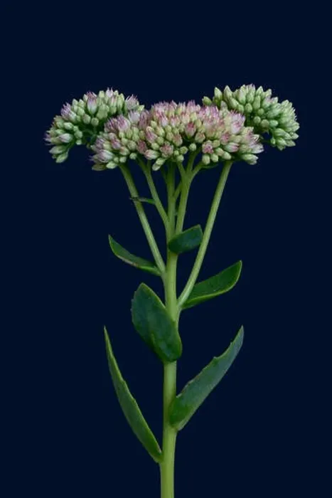 Framed Print : Fine art still life floral color macro of a single isolated stonecrop flower with evolving buds Framed Print : Fine art still life floral color macro of a single isolated stonecrop flower with evolving buds