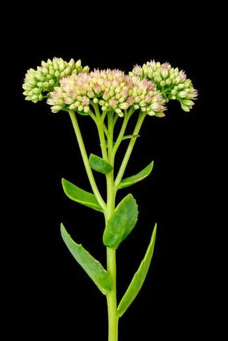 Framed Print : Fine art still life floral color macro of a single isolated stonecrop flower with evolving buds Framed Print : Fine art still life floral color macro of a single isolated stonecrop flower with evolving buds