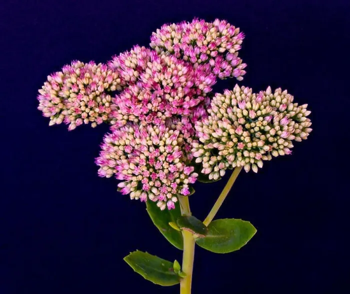 Framed Print : Fine art still life floral color macro of a single isolated stonecrop flower stem with evolving red white buds Framed Print : Fine art still life floral color macro of a single isolated stonecrop flower stem with evolving red white buds
