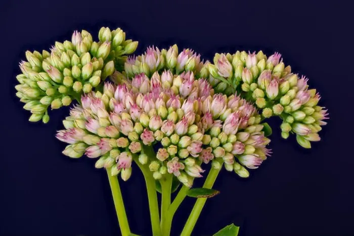 Framed Print : Fine art still life floral color macro of a single isolated stonecrop flower stem with evolving red white buds Framed Print : Fine art still life floral color macro of a single isolated stonecrop flower stem with evolving red white buds