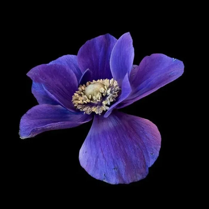 Framed Print : Fine art still life floral color macro of a single isolated wide open blue anemone blossom with detailed texture Framed Print : Fine art still life floral color macro of a single isolated wide open blue anemone blossom with detailed texture