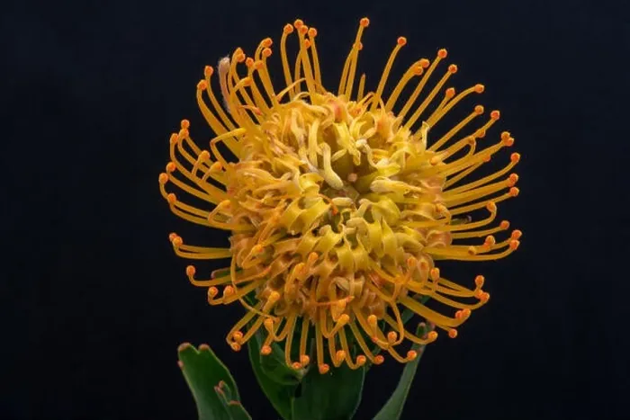 Framed Print : Fine art still life floral color macro of a single isolated yellow pincushion protea blossom with stem Framed Print : Fine art still life floral color macro of a single isolated yellow pincushion protea blossom with stem