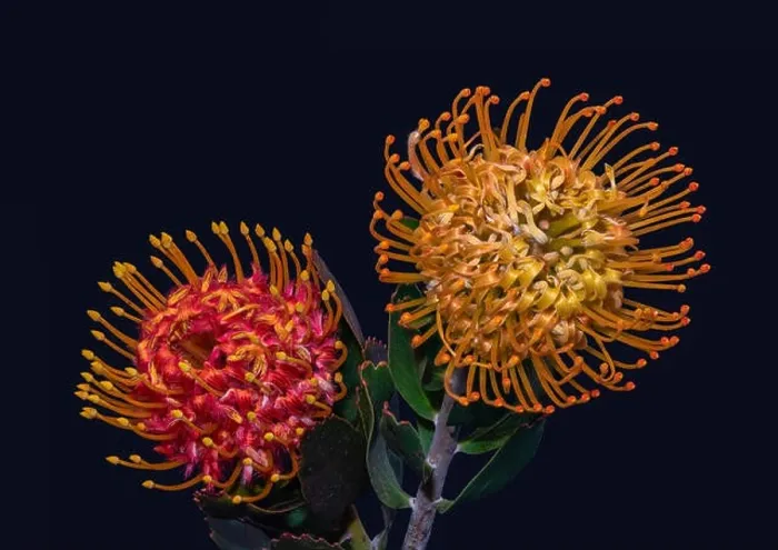 Framed Print : Fine art still life floral colorful macro of a pair of isolated red yellow pincushion protea blossoms with green leaves Framed Print : Fine art still life floral colorful macro of a pair of isolated red yellow pincushion protea blossoms with green leaves