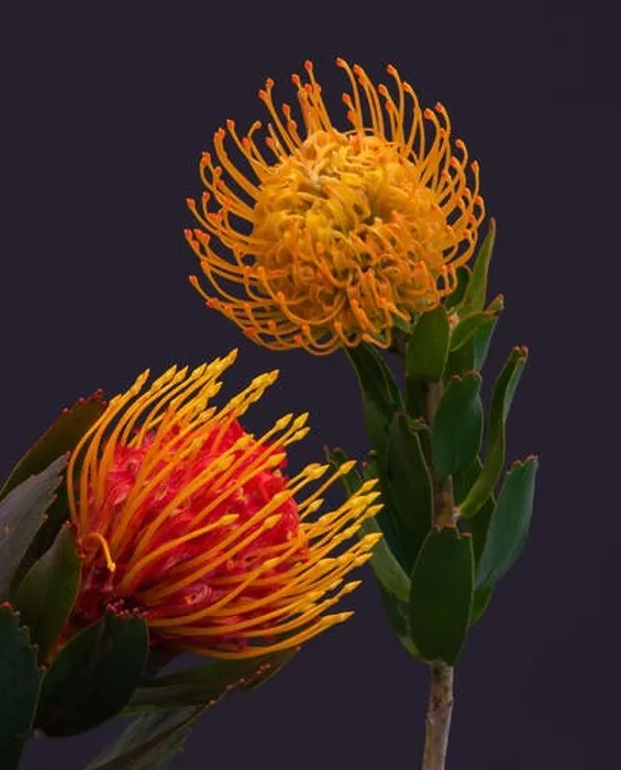 Framed Print : Fine art still life floral colorful macro of a pair of isolated red yellow pincushion protea blossoms with green leaves Framed Print : Fine art still life floral colorful macro of a pair of isolated red yellow pincushion protea blossoms with green leaves