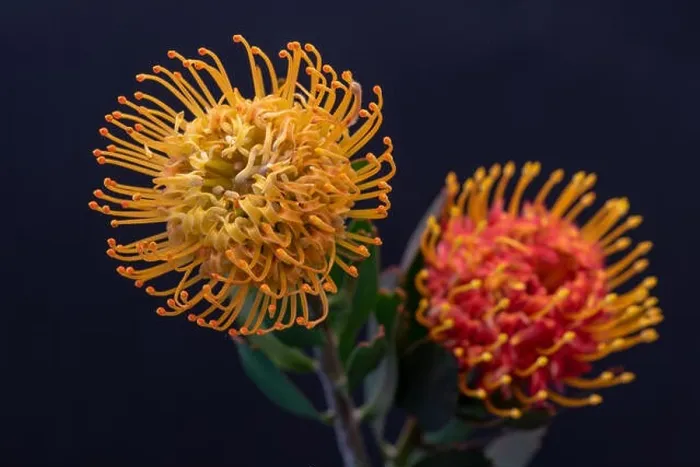 Framed Print : Fine art still life floral colorful macro of a pair of isolated red yellow pincushion protea blossoms with green leaves Framed Print : Fine art still life floral colorful macro of a pair of isolated red yellow pincushion protea blossoms with green leaves