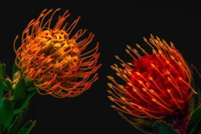 Framed Print : Fine art still life floral colorful macro of a pair of isolated red yellow pincushion protea blossoms with green leaves Framed Print : Fine art still life floral colorful macro of a pair of isolated red yellow pincushion protea blossoms with green leaves