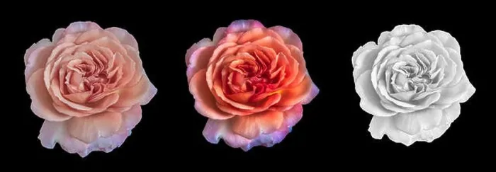 Framed Print : Fine art still life floral colorful macro of three single isolated orange pink red black white fully opened blooming Framed Print : Fine art still life floral colorful macro of three single isolated orange pink red black white fully opened blooming