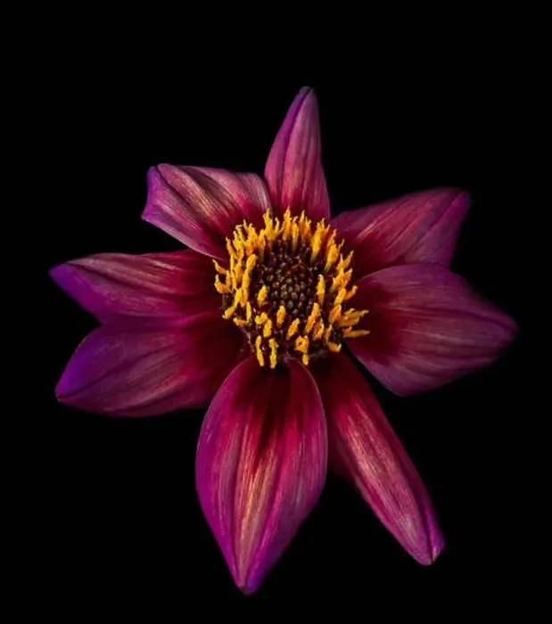 Framed Print : Fine art still life floral flower macro of a dark red isolated single blooming dahlia blossom on black background Framed Print : Fine art still life floral flower macro of a dark red isolated single blooming dahlia blossom on black background
