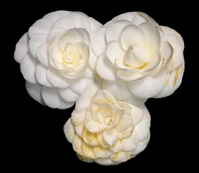 Framed Print : Fine art still life floral macro collage of three single isolated white yellow fully opened camellia blossom Framed Print : Fine art still life floral macro collage of three single isolated white yellow fully opened camellia blossom