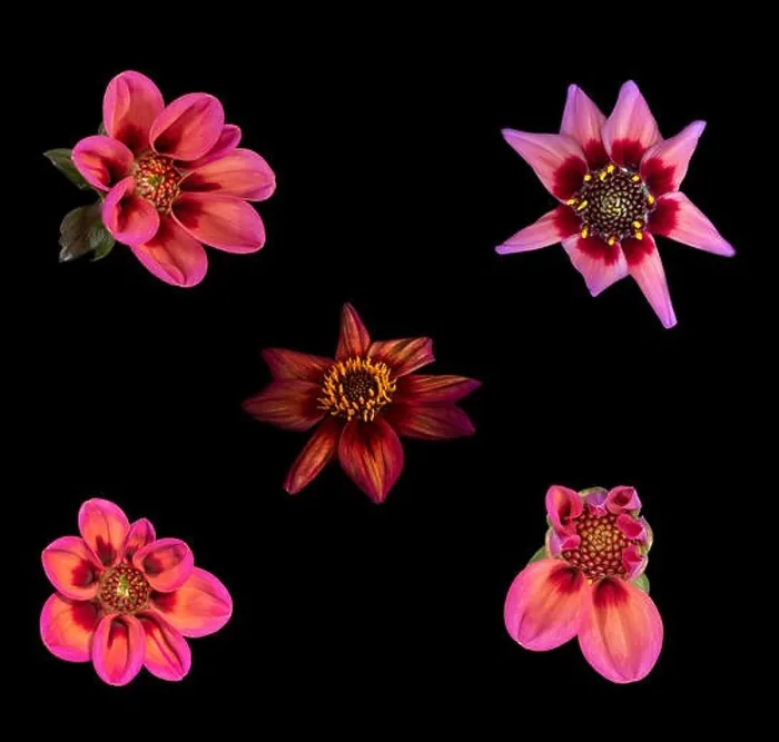 Framed Print : Fine art still life floral macro of a collection of red isolated single blooming dahlia blossoms with green leaves Framed Print : Fine art still life floral macro of a collection of red isolated single blooming dahlia blossoms with green leaves