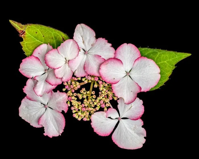 Framed Print : Fine art still life floral macro of a flowering pink white hydrangea / hortensia blossom with petals Framed Print : Fine art still life floral macro of a flowering pink white hydrangea / hortensia blossom with petals