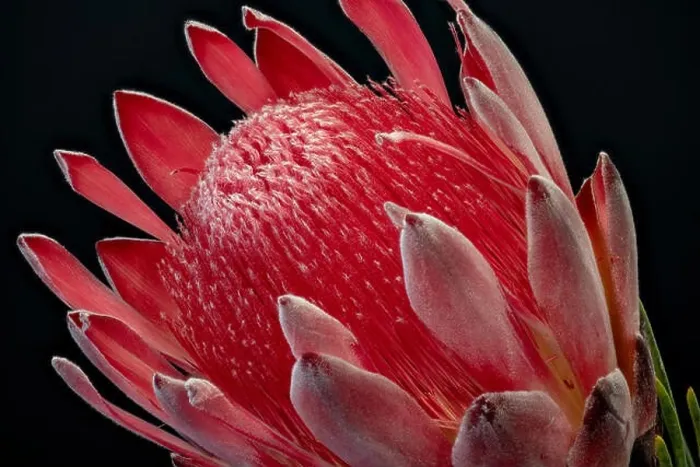 Framed Print : Fine art still life floral macro of a the inner of a single isolated red glowing protea blossom Framed Print : Fine art still life floral macro of a the inner of a single isolated red glowing protea blossom