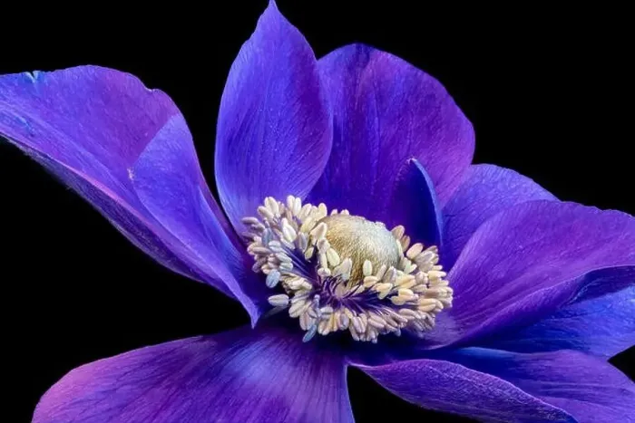 Framed Print : Fine art still life floral macro of the inner of a single isolated wide open blue violet anemone blossom with detailed