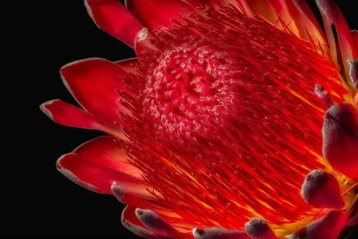 Framed Print : Fine art still life floral macro of a the inner of a single isolated yellow red glowing protea blossom Framed Print : Fine art still life floral macro of a the inner of a single isolated yellow red glowing protea blossom