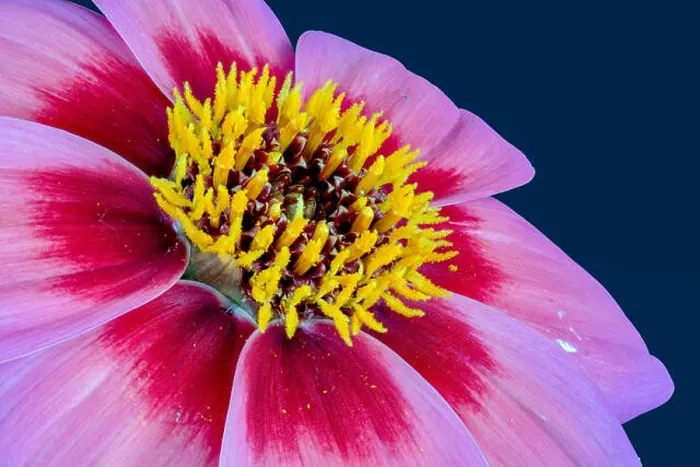 Framed Print : Fine art still life floral macro of the inner of a violet red single wide open blooming dahlia blossom on blue Framed Print : Fine art still life floral macro of the inner of a violet red single wide open blooming dahlia blossom on blue