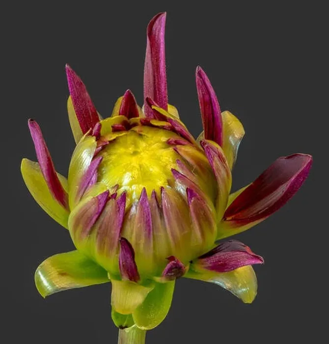 Framed Print : Fine art still life floral macro of a purple yellow green isolated single young unfolding dahlia blossom with green Framed Print : Fine art still life floral macro of a purple yellow green isolated single young unfolding dahlia blossom with green