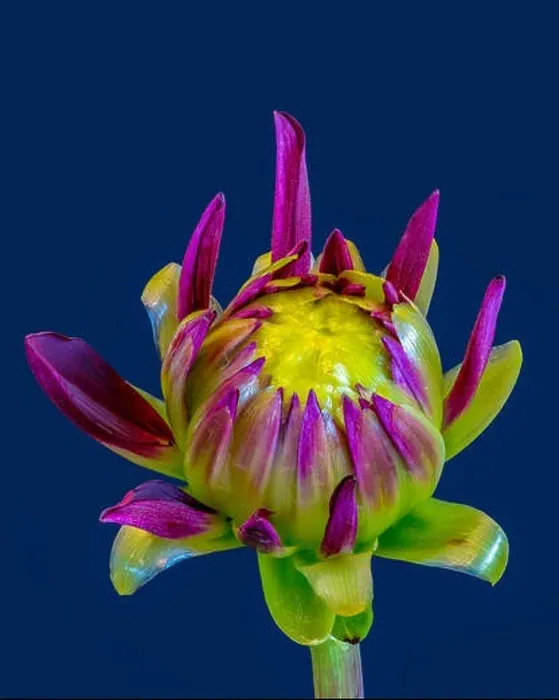 Framed Print : Fine art still life floral macro of a purple yellow green isolated single young unfolding dahlia blossom with green Framed Print : Fine art still life floral macro of a purple yellow green isolated single young unfolding dahlia blossom with green