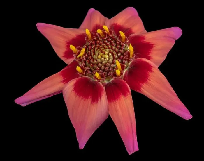 Framed Print : Fine art still life floral macro of a red isolated single wide open blooming dahlia blossom on black background Framed Print : Fine art still life floral macro of a red isolated single wide open blooming dahlia blossom on black background