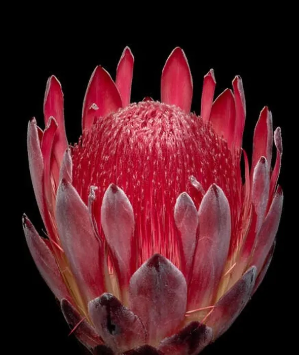 Framed Print : Fine art still life floral macro of a single isolated red glowing protea blossom Framed Print : Fine art still life floral macro of a single isolated red glowing protea blossom
