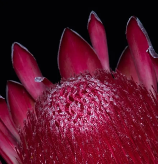 Framed Print : Fine art still life floral macro of a single isolated red glowing protea blossom Framed Print : Fine art still life floral macro of a single isolated red glowing protea blossom