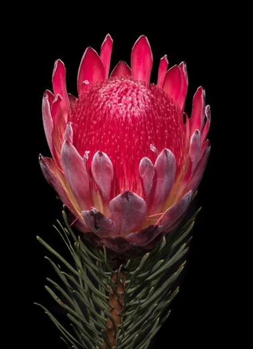 Framed Print : Fine art still life floral macro of a single isolated red glowing protea blossom with stem and needles Framed Print : Fine art still life floral macro of a single isolated red glowing protea blossom with stem and needles