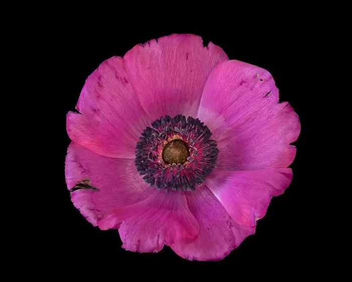 Framed Print : Fine art still life floral macro of a single isolated wide open bright pink anemone blossom with detailed texture Framed Print : Fine art still life floral macro of a single isolated wide open bright pink anemone blossom with detailed texture