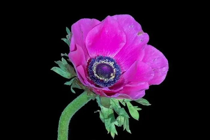 Framed Print : Fine art still life floral macro of a single isolated wide open bright pink anemone blossom with green stem Framed Print : Fine art still life floral macro of a single isolated wide open bright pink anemone blossom with green stem