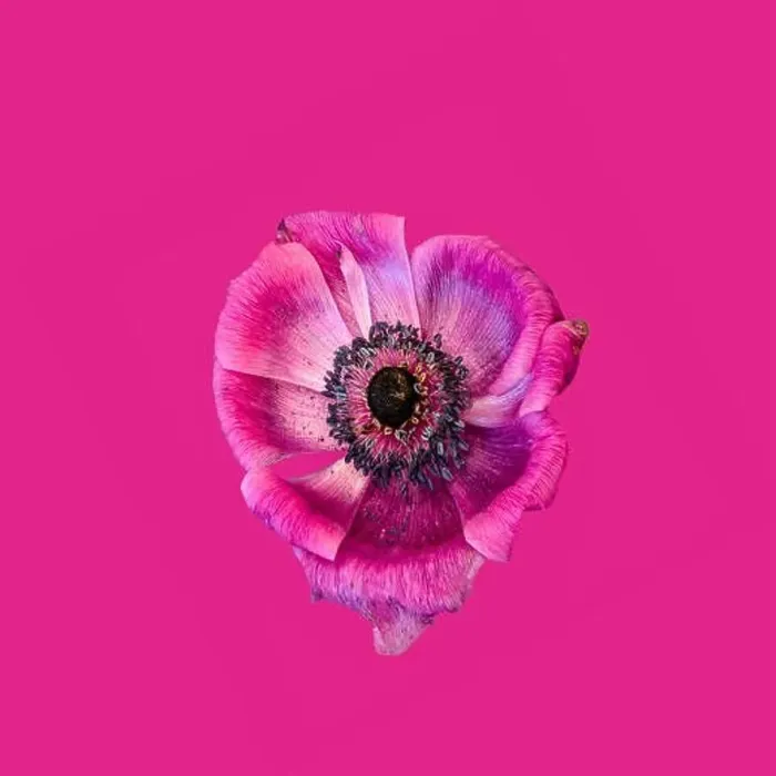 Framed Print : Fine art still life floral macro of a single isolated wide open red pink anemone blossom with detailed texture on pink