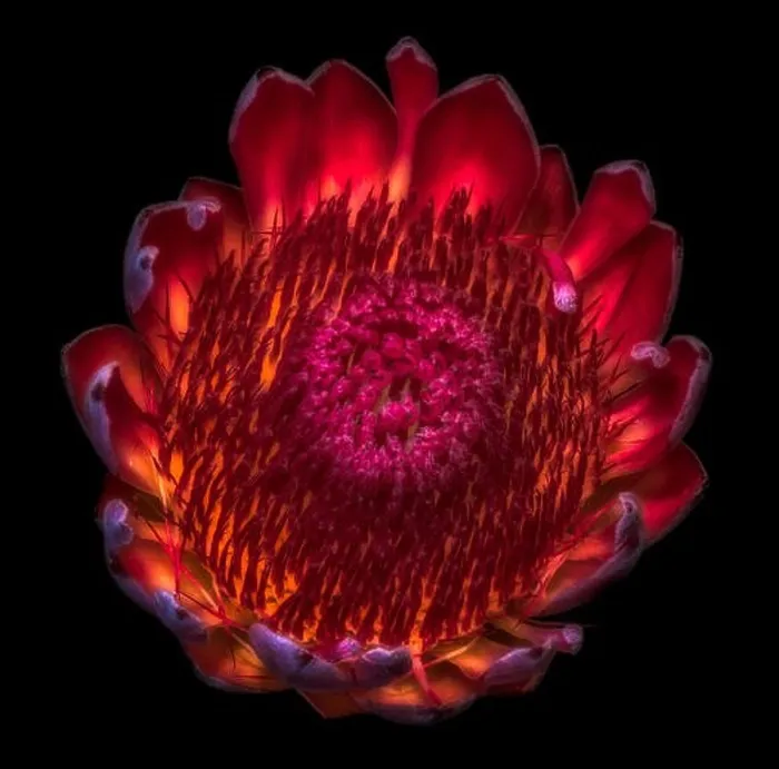 Framed Print : Fine art still life floral macro of a single isolated yellow red glowing protea blossom Framed Print : Fine art still life floral macro of a single isolated yellow red glowing protea blossom