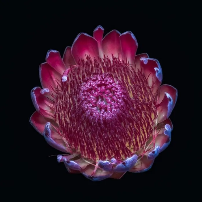 Framed Print : Fine art still life floral macro of a single isolated yellow red protea blossom