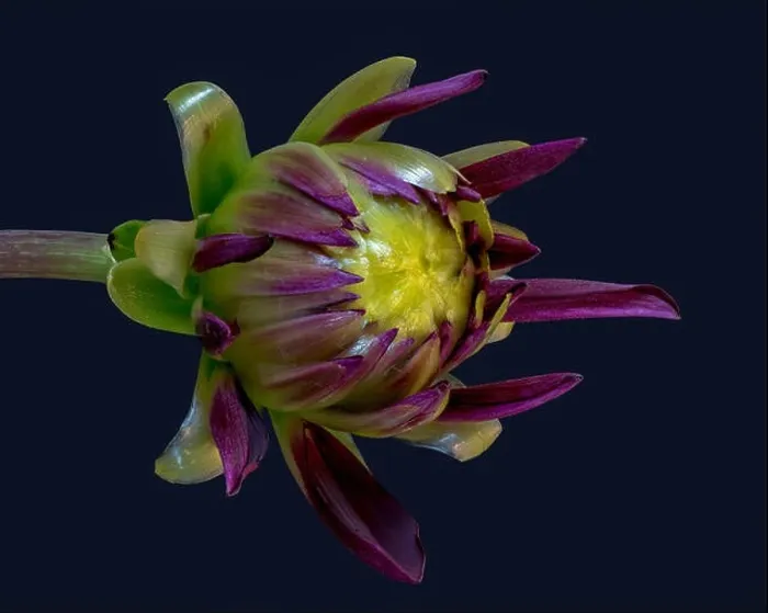 Framed Print : Fine art still life floral macro of a violet yellow green isolated single young unfolding dahlia blossom with green Framed Print : Fine art still life floral macro of a violet yellow green isolated single young unfolding dahlia blossom with green