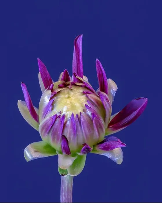 Framed Print : Fine art still life floral macro of a violet yellow green isolated single young unfolding dahlia blossom with green Framed Print : Fine art still life floral macro of a violet yellow green isolated single young unfolding dahlia blossom with green
