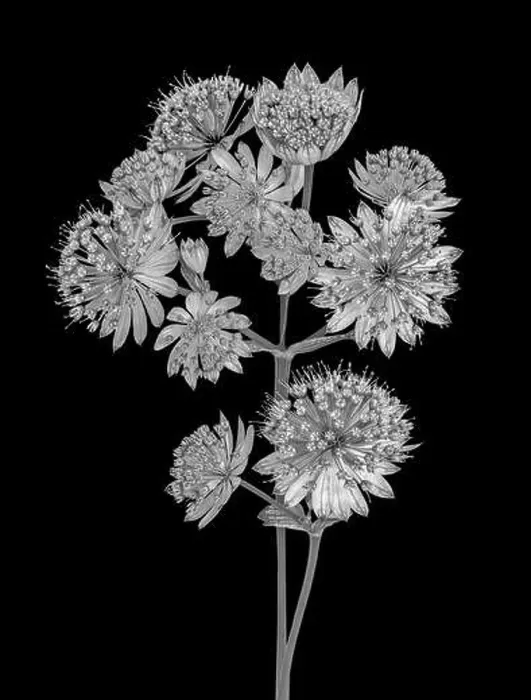 Framed Print : Fine art still life floral monochrome black Framed Print : Fine art still life floral monochrome black