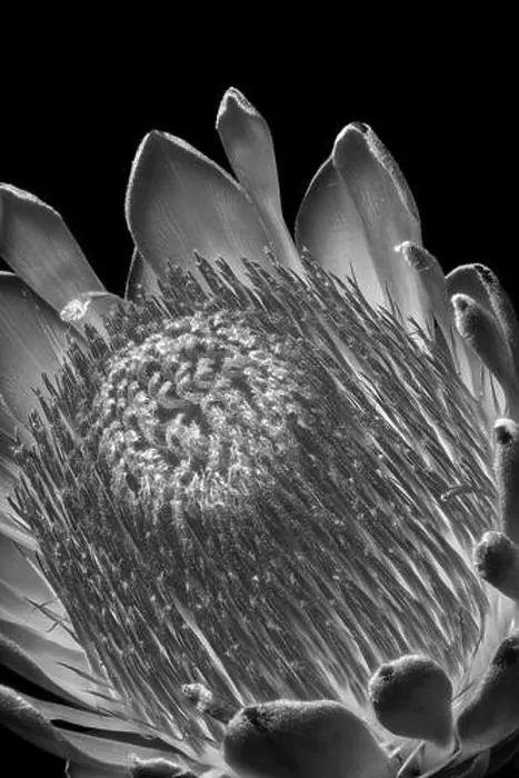 Framed Print : Fine art still life floral monochrome black and white macro of a the inner of a single isolated protea blossom Framed Print : Fine art still life floral monochrome black and white macro of a the inner of a single isolated protea blossom