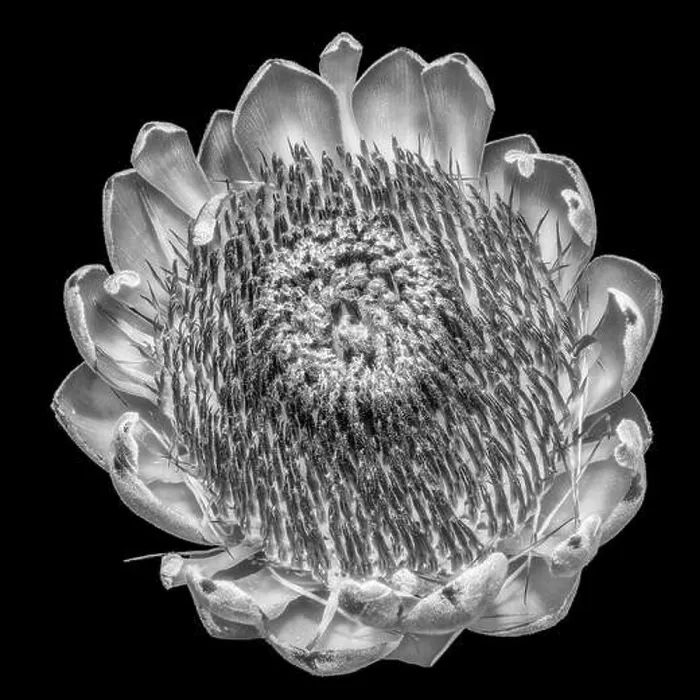 Framed Print : Fine art still life floral monochrome black and white macro of a single isolated protea blossom Framed Print : Fine art still life floral monochrome black and white macro of a single isolated protea blossom